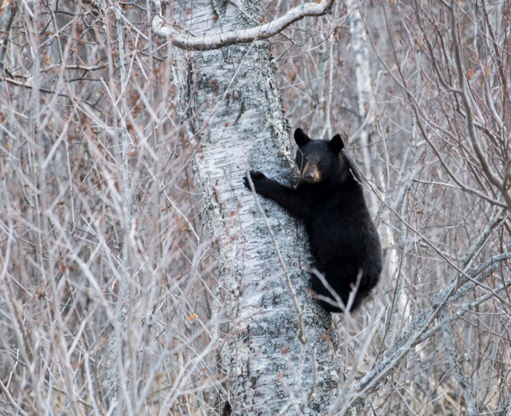 The Alaskan bear necessities: One commissary peach The Alaskan bear necessities: One commissary peach