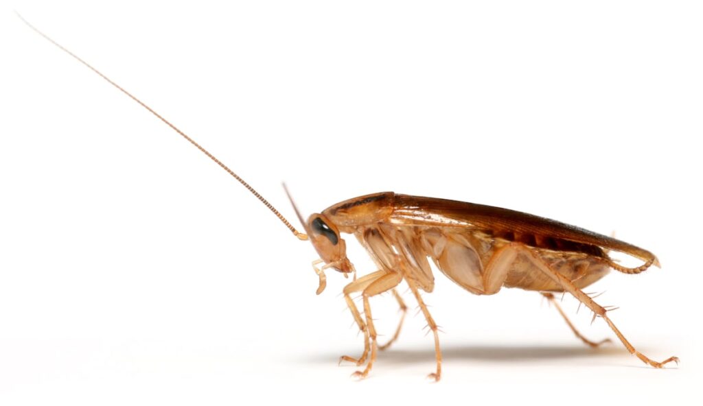 Roaches descend on US Army dining facility, viral video appears to show